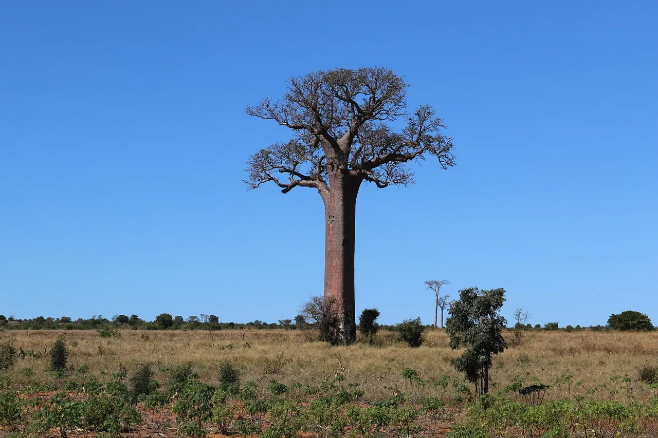 Baobab dans la savane de Madagascar