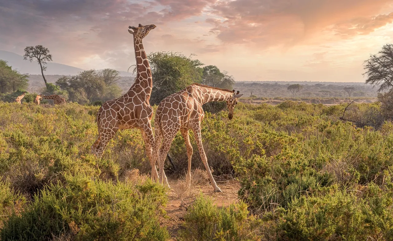 Girafes dans la savane africaine
