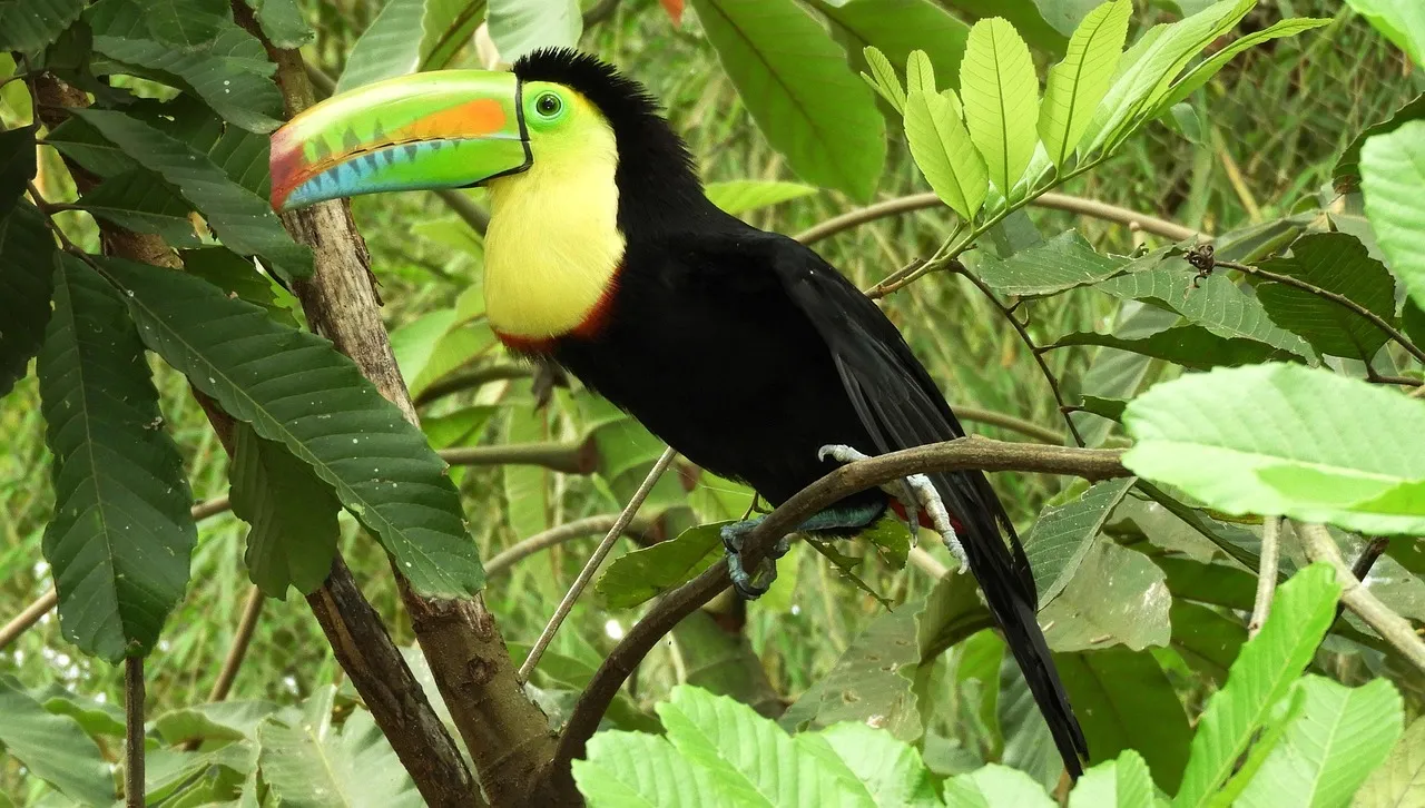 Toucan posé dans la forêt tropicale, au Costa Rica