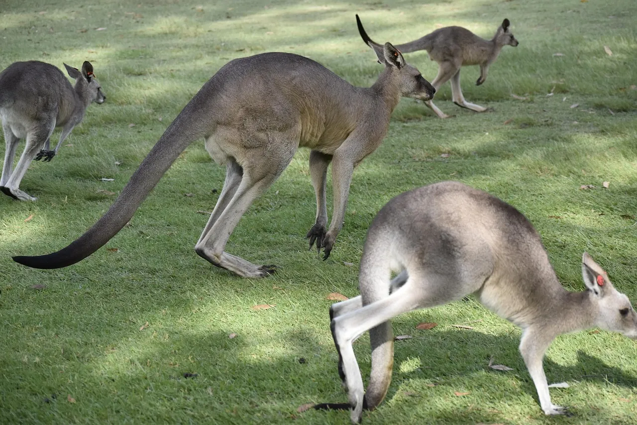Kangourous dans une prairie, en Australie