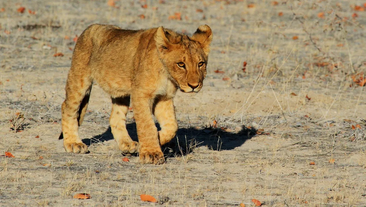 Jeune lion marchant dans la savane