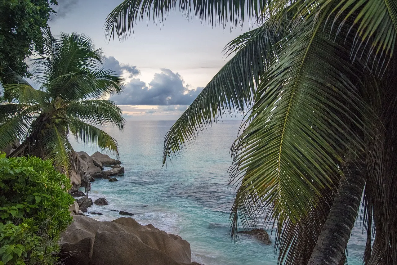 Plage bordée de palmiers aux Seychelles
