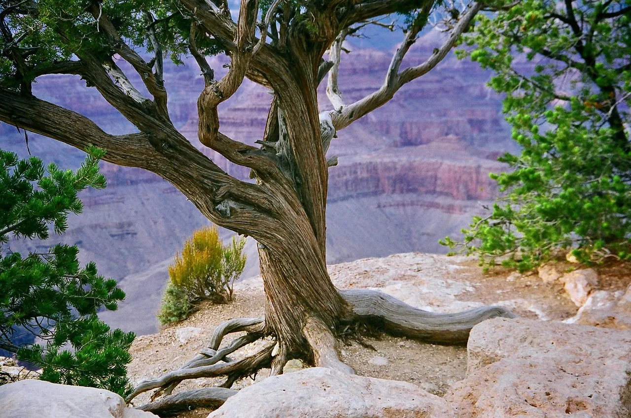 Arbre au bord du Grand Canyon, en Arizona