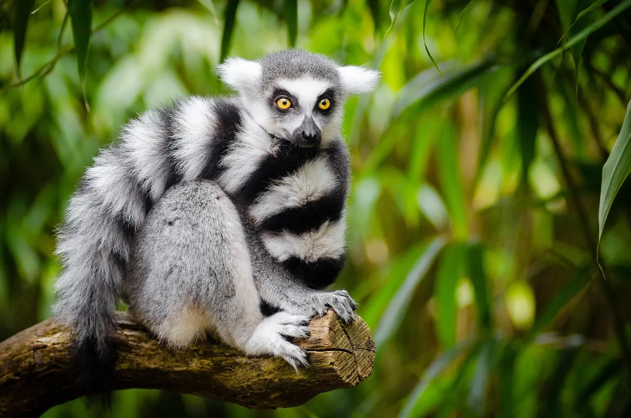 Lémurien catta dans la forêt, à Madagascar