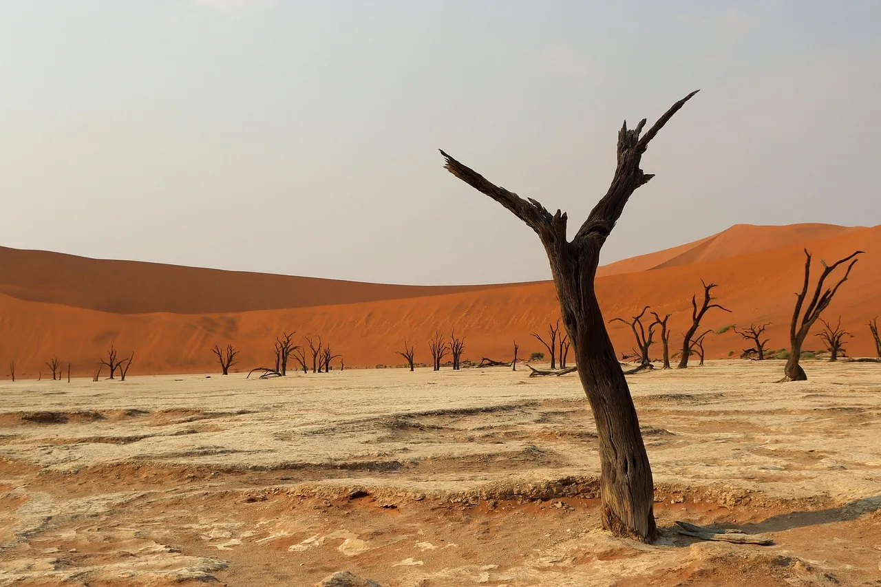 Arbres morts devant les dunes rouges de Deadvlei, en Namibie