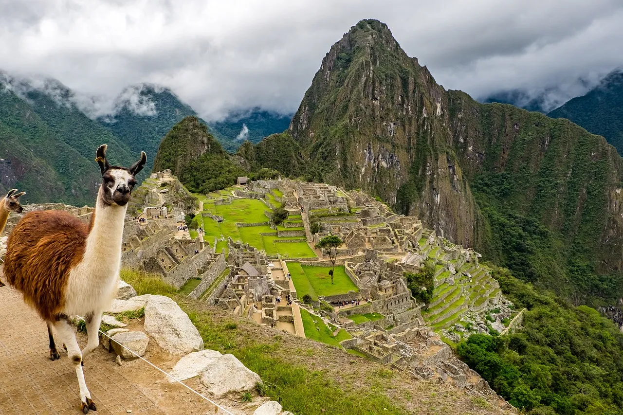 Lama devant la cité inca du Machu Picchu, au Pérou